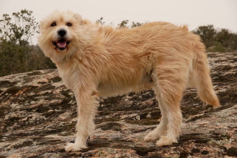 The Dutch Smoushond: A Rare Gem of a Dog Breed