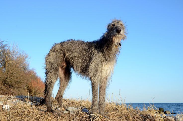 Endangered Dog Breeds: Protecting the Diversity and Heritage of Our Canine Companions
