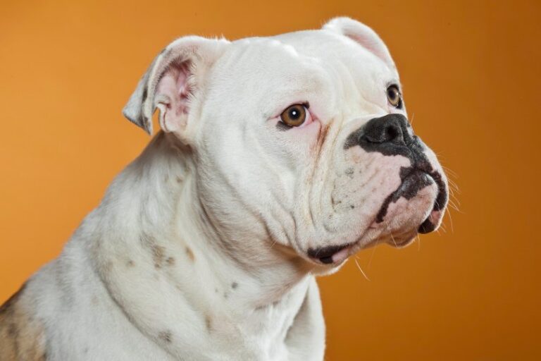 The Loyal and Loving EngAm Bulldog: A Rare Breed with a Big Personality