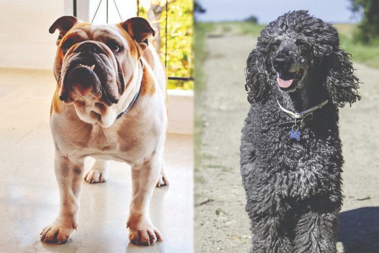 The English Boodle: A Charming Mix of Bulldog and Poodle