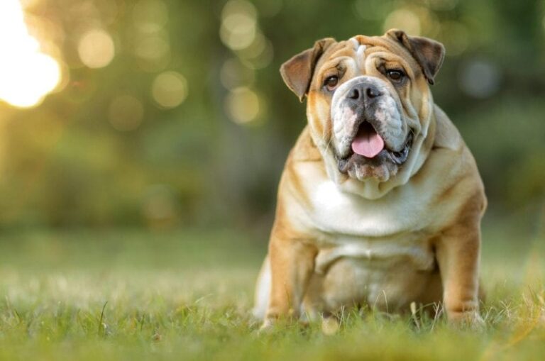 English Bulldog Facts: The Ultimate Guide for Dog Lovers