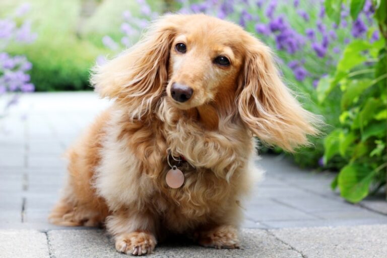 English Cream Dachshunds: Luxurious Rarities in the Dachshund World