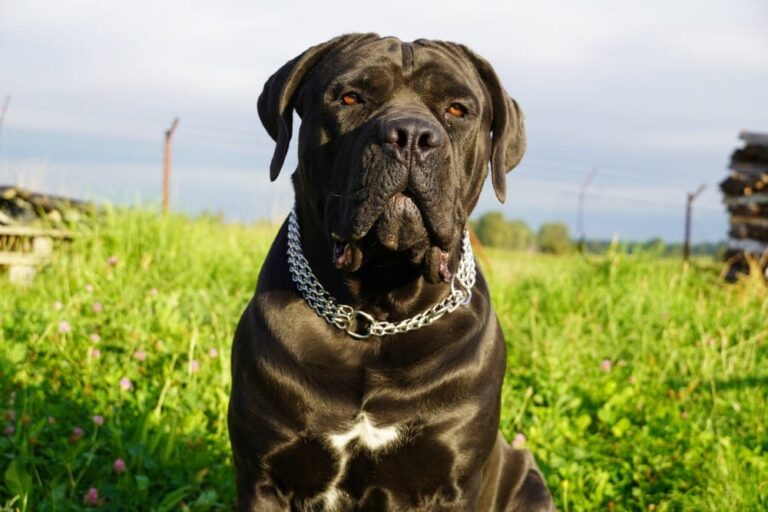 The Mighty yet Gentle English Mastiff: A Guide for Dog Lovers