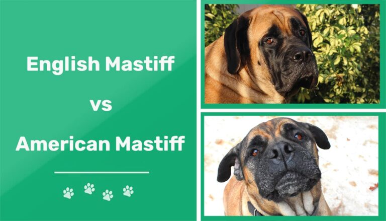 English Mastiff vs. American Mastiff: A Comprehensive Comparison for 2026