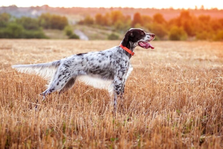 The English Setter: Gentle Soul, Joyful Spirit