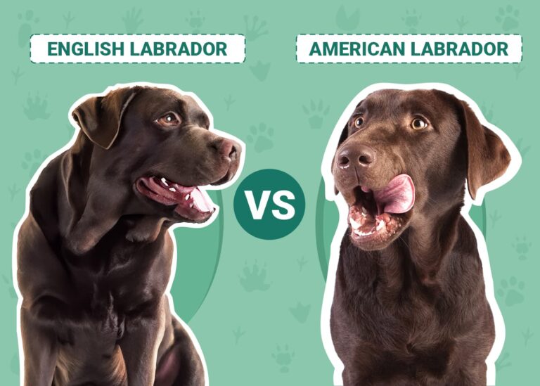 English vs American Labrador: A Dog Lover&lsquo;s Guide to Understanding the Differences