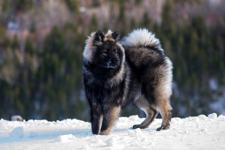 The Enchanting Eurasier: A Comprehensive Guide for Dog Lovers