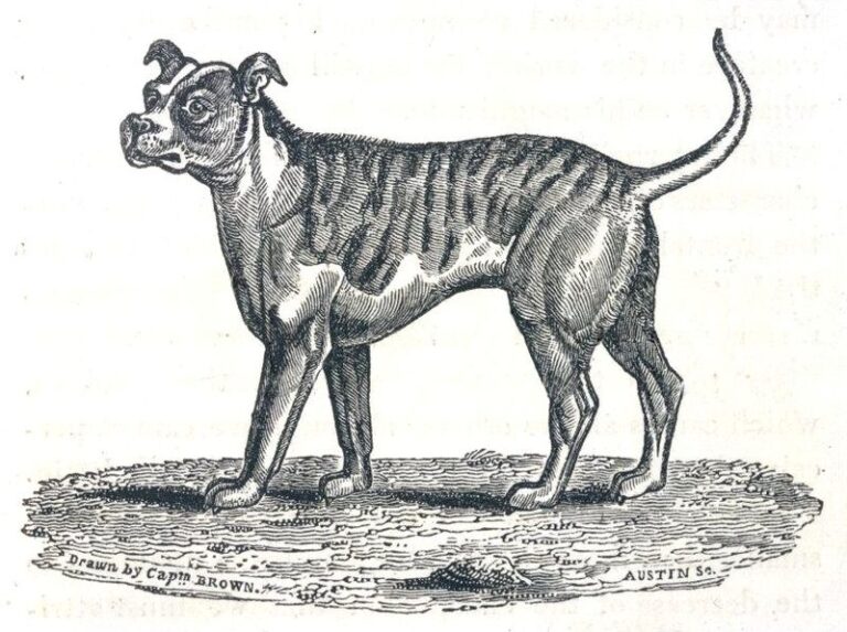Remembering the Lost Dogs of History: 30 Extinct Dog Breeds and Their Stories