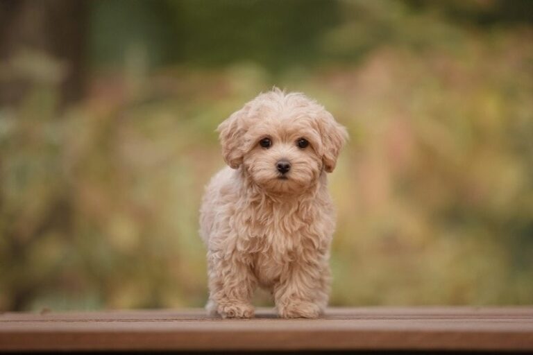 35 Fascinating Facts About Maltipoos: Insights from a Dog Lover&lsquo;s Perspective