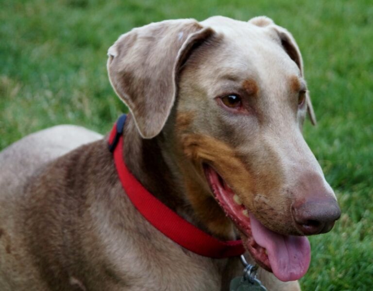 Fawn Doberman Pinschers: A Comprehensive Guide for Dog Lovers