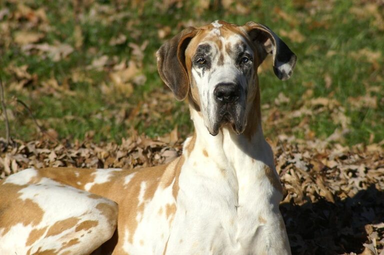 Fawnequin Great Danes: A Striking but Controversial Giant Breed Variation