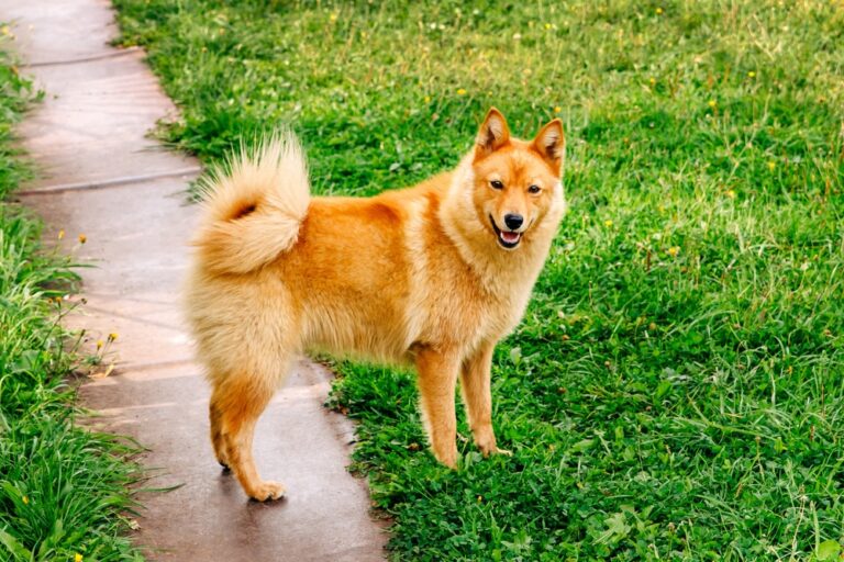 Finnish Spitz Temperament: A Comprehensive Guide for Dog Lovers