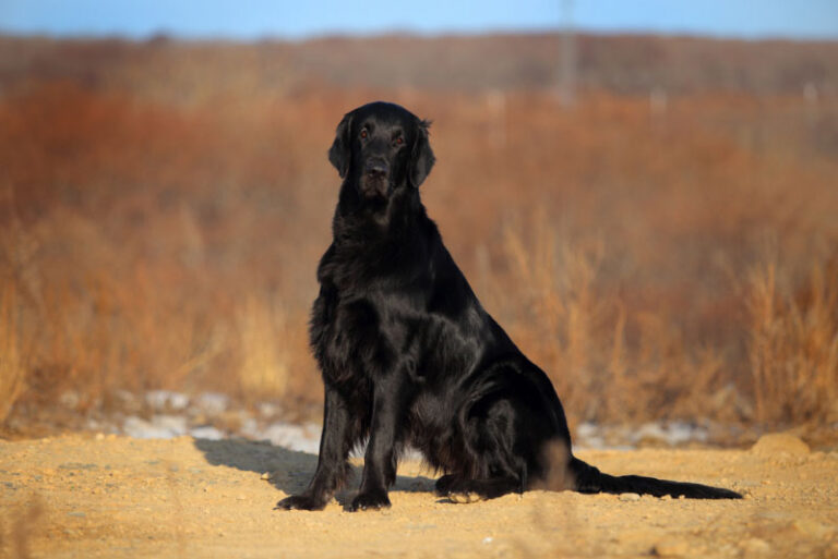 Flat-Coated Retriever Dog Breed: Info, Pictures, Facts & Traits