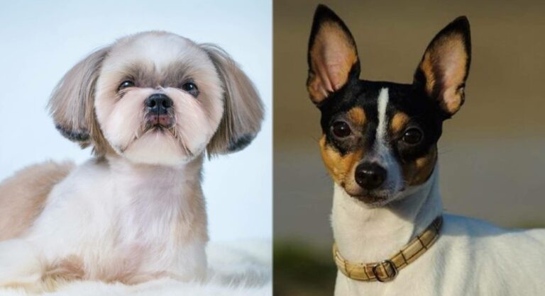 The Fo Tzu: A Comprehensive Guide to the Toy Fox Terrier & Shih Tzu Mix
