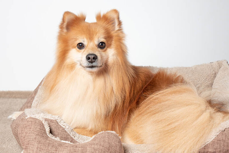 The Enchanting Fox Face Pomeranian: A Comprehensive Guide
