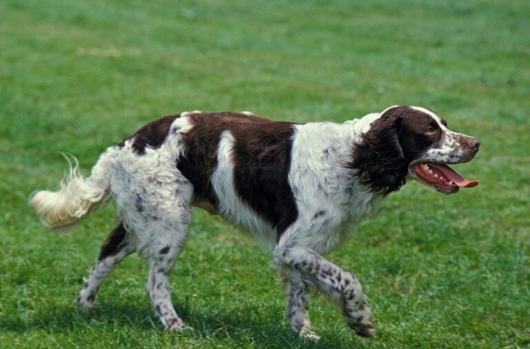 The French Brittany: A Versatile Gundog and Gentle Companion