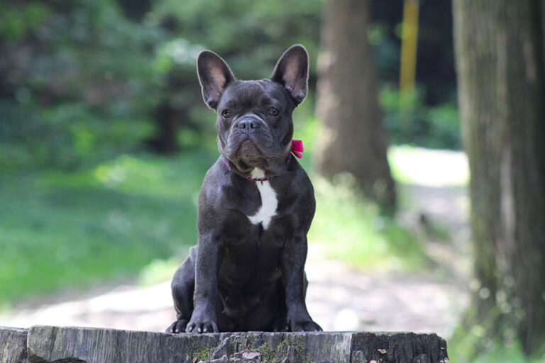20 Fun & Fascinating French Bulldog Facts: Insights and Trivia for Frenchie Lovers