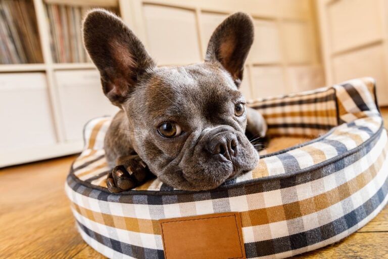French Dog Breeds: A Comprehensive Guide to Majestic Large Breeds