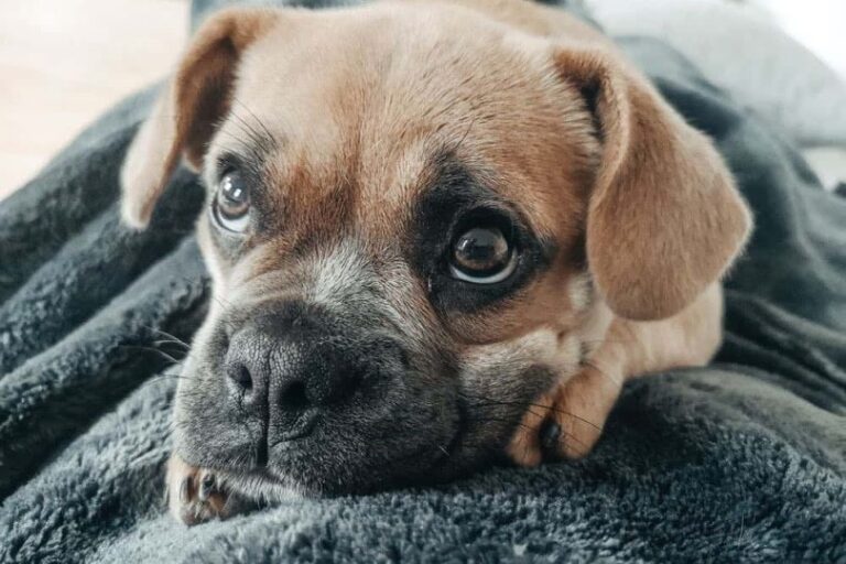 Frengle (French Bulldog & Beagle Mix): Pictures, Info, Care & More