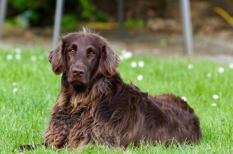 The Magnificent German Longhaired Pointer: A Comprehensive Guide