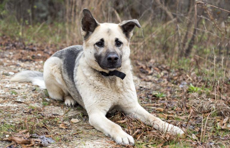 German Shepherd Chow Mix: The Ultimate Guide for Dog Lovers