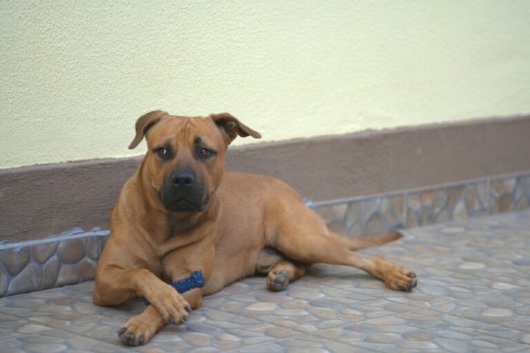 German Shepherd Pitbull Mix: The Ultimate Guide for Dog Lovers