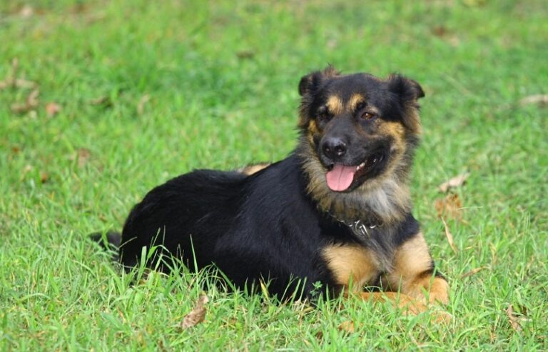 Rottweiler German Shepherd Mix: Pictures, Info, Care & More