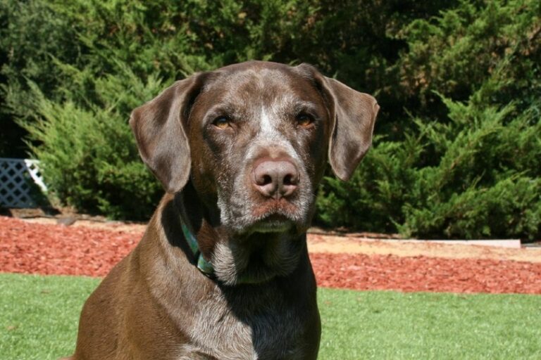 German Shorthaired Labs: Your Next Adventure Buddy