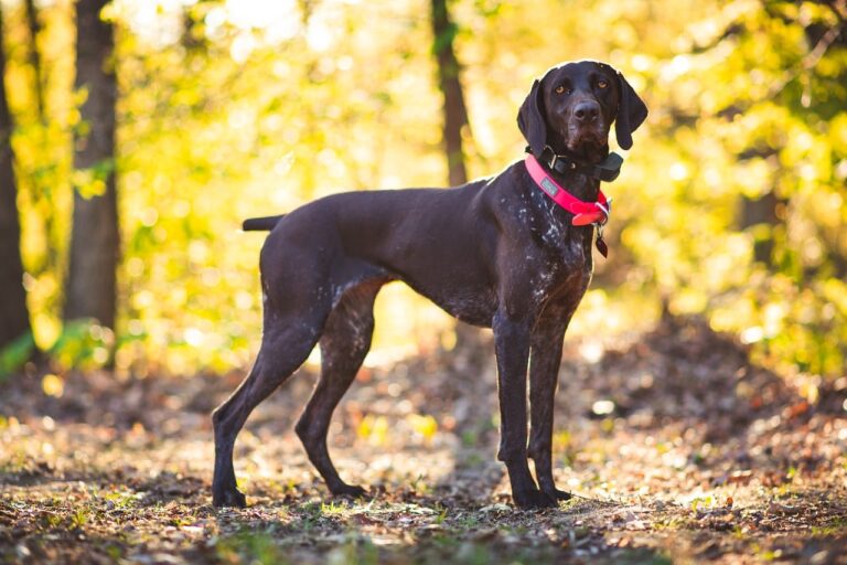 German Shorthaired Pointer Temperament: A Dog Lover&lsquo;s Guide