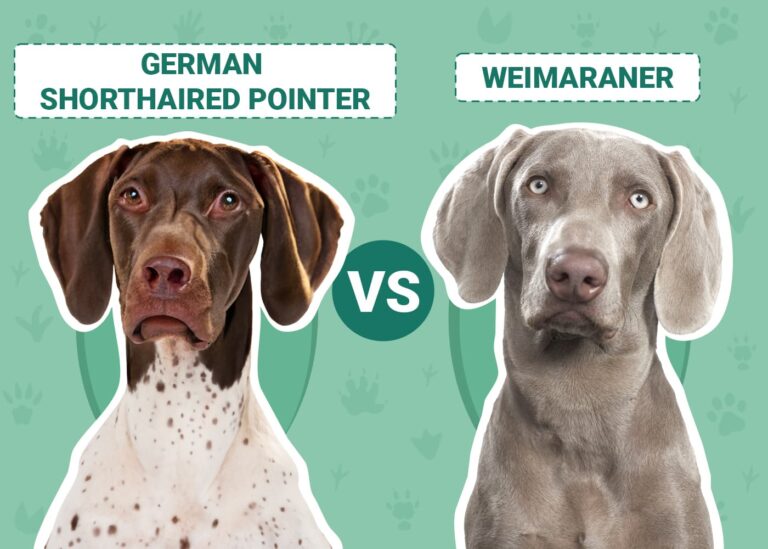 German Shorthaired Pointer vs Weimaraner: Differences Explained (With Pictures)