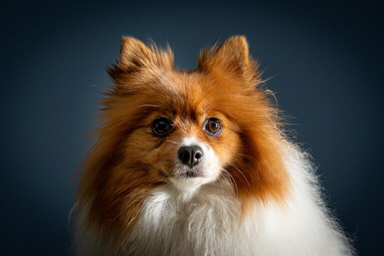 Everything You Need to Know About the Lively German Spitz Dog Breed