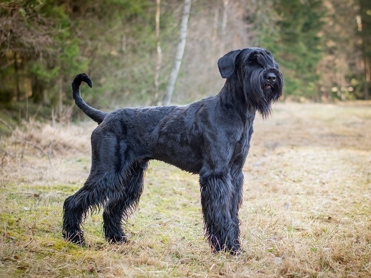 Giant Schnauzer: The Ultimate Guide to This Majestic Breed