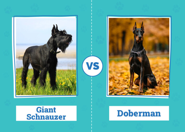 Giant Schnauzer vs. Doberman Pinscher: A Dog Lover&lsquo;s Breed Comparison