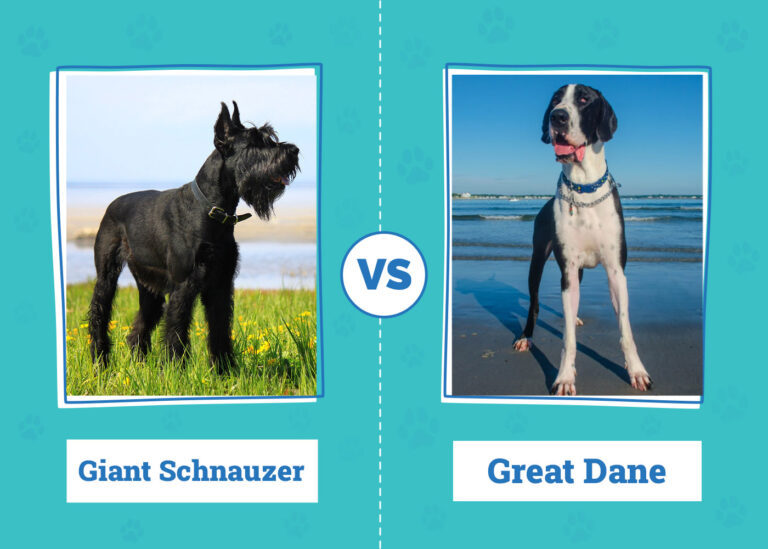 Giant Schnauzer vs. Great Dane – Which Should I Choose? (With Pictures)