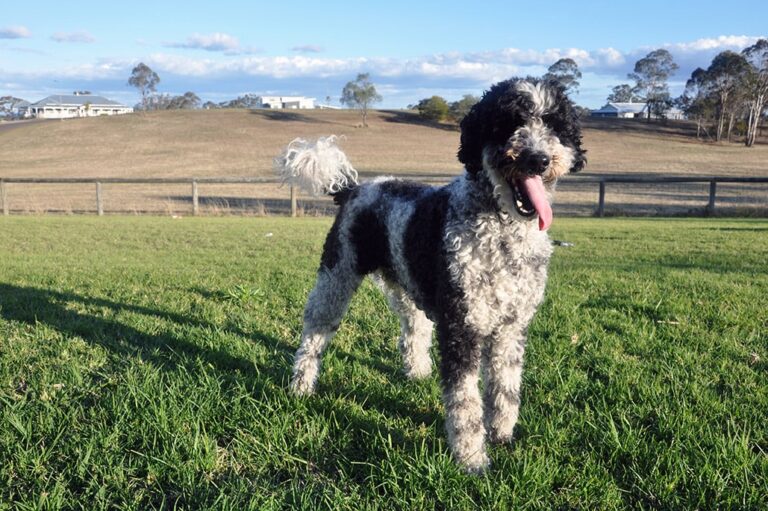 The Giant Schnoodle: A Complete Guide to This Lovable Gentle Giant