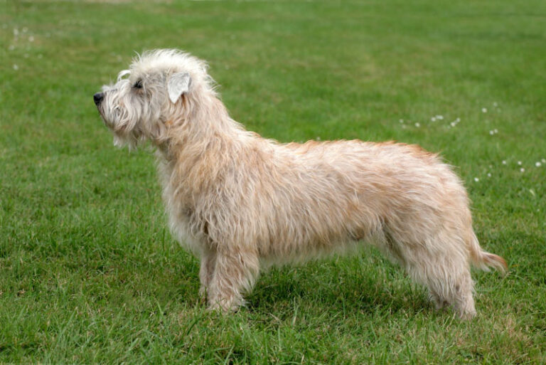 Glen of Imaal Terrier Dog Breed: Info, Pictures, Care & More