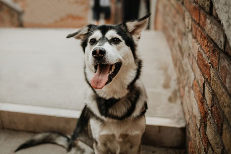 The Goberian: A Comprehensive Guide to the Golden Retriever-Husky Mix