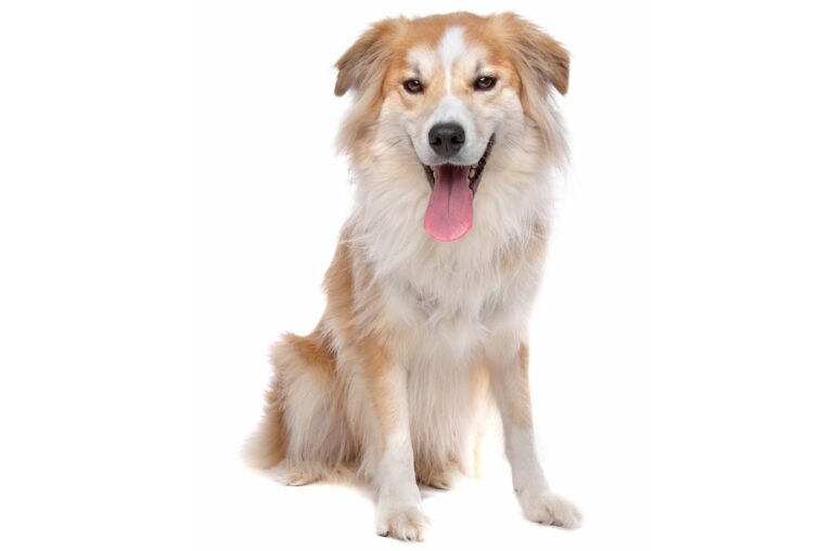 The Golden Border Retriever: Your Guide to This Brilliant, Beautiful Hybrid Breed
