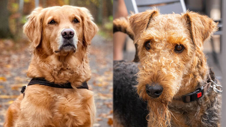 The Goldendale: A Golden Retriever Airedale Mix with Endless Potential