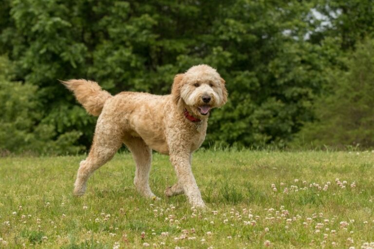 Goldendoodle Pros and Cons: An Expert, In-Depth Guide for Dog Lovers