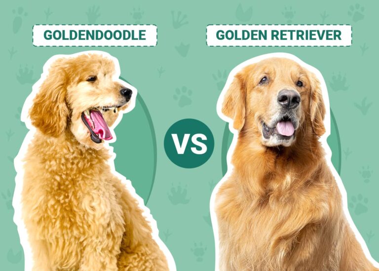 Goldendoodle vs Golden Retriever: The Differences (with Pictures)