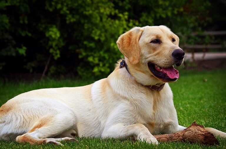The Golden Labrador Retriever: A Comprehensive Guide