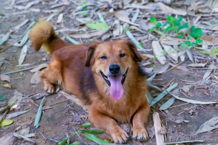 10 Popular Golden Retriever Mixes (With Pictures)
