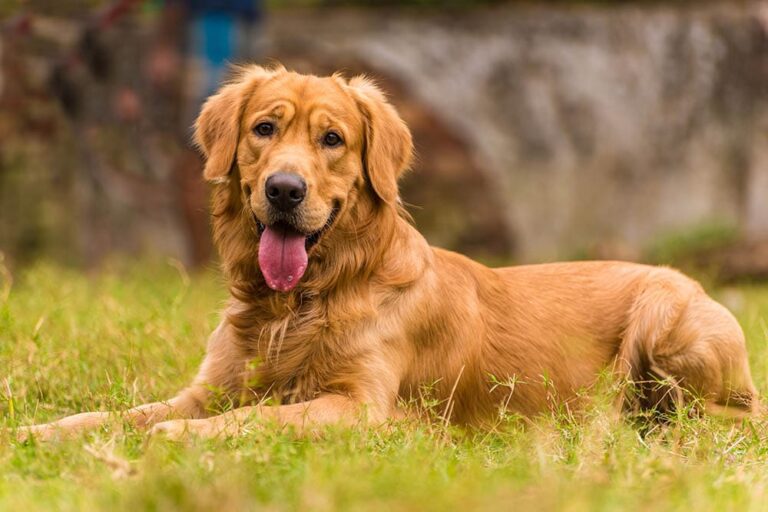 35 Heartwarming Quotes About Golden Retrievers That Capture Their Loving Nature