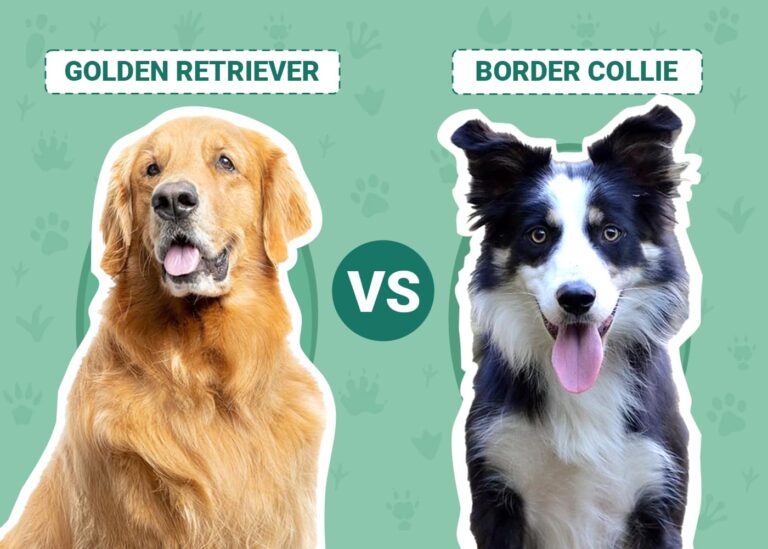 Golden Retriever vs Border Collie: The Ultimate Showdown