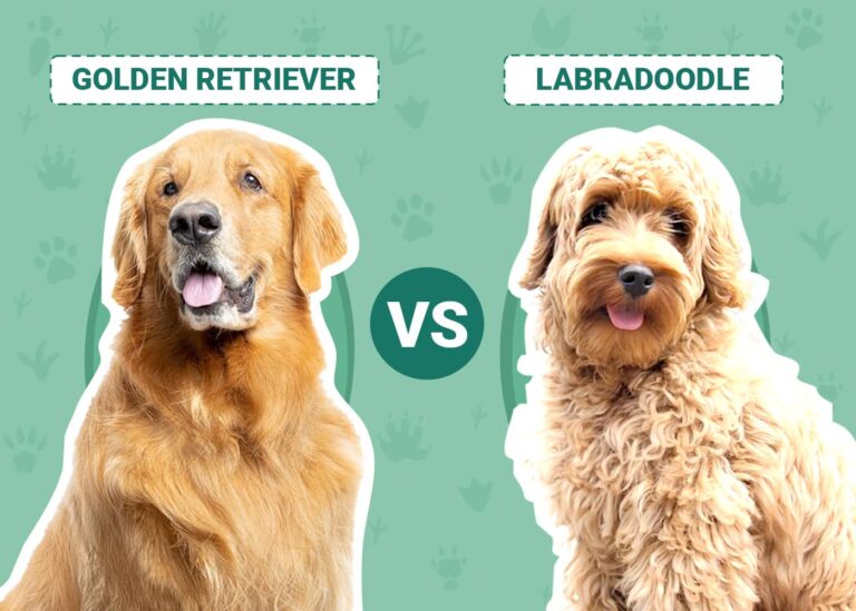 Golden Retriever vs Labradoodle: Surprising Differences (With Pictures)