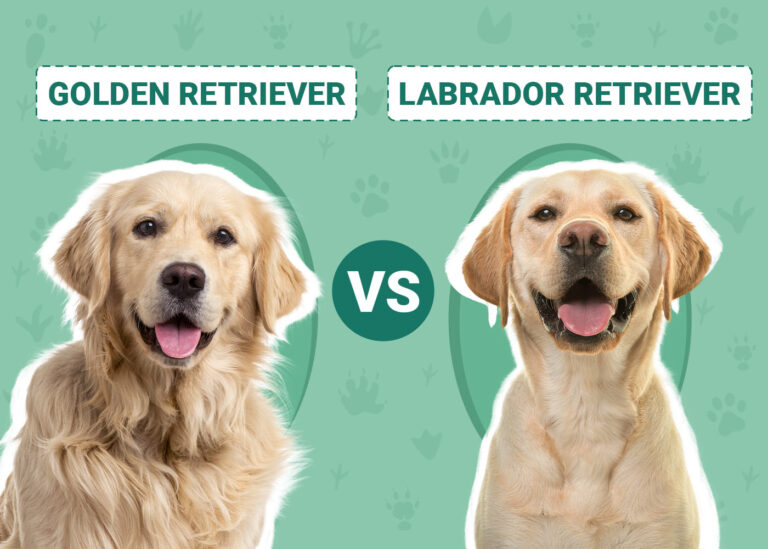 Golden Retriever vs Labrador Retriever: The Key Differences (With Pictures)