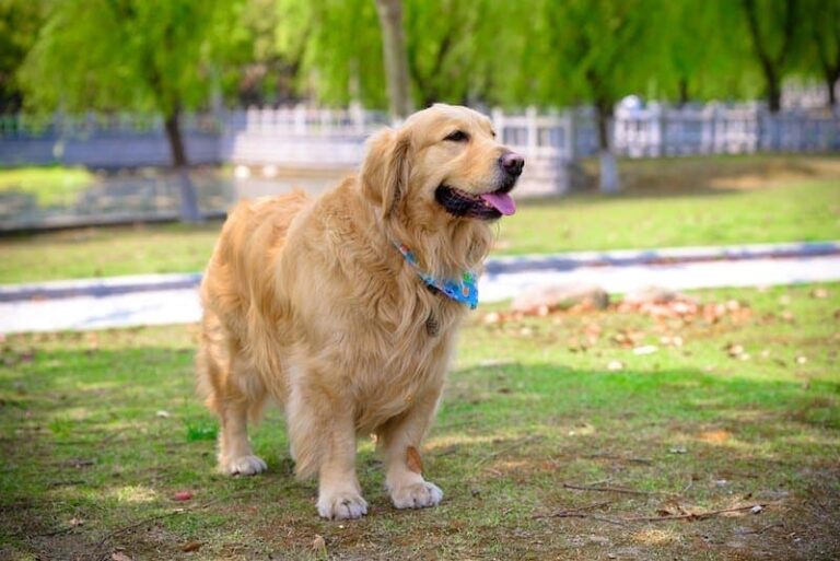 The Goldichon: Your Guide to the Golden Retriever Bichon Frise Mix
