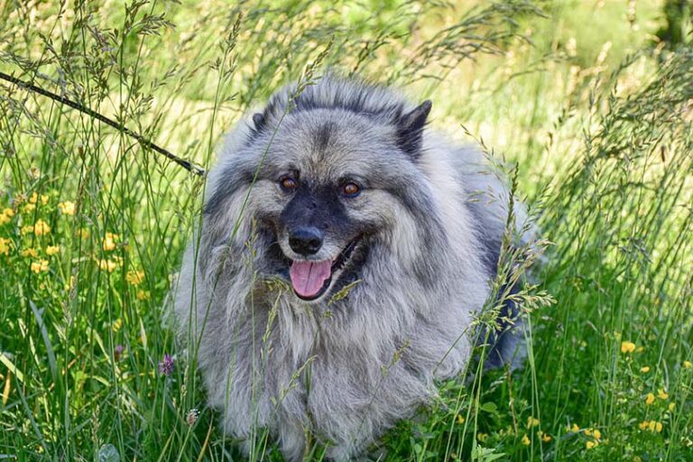 Gray Dogs: Silver Wonders of the Canine Kingdom