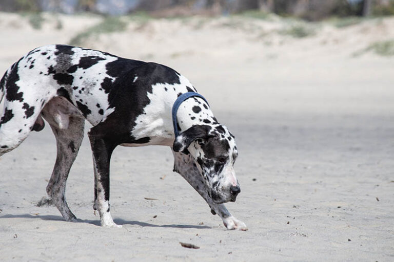 The Great Dane Dalmatian Mix: A Comprehensive Guide for Dog Lovers